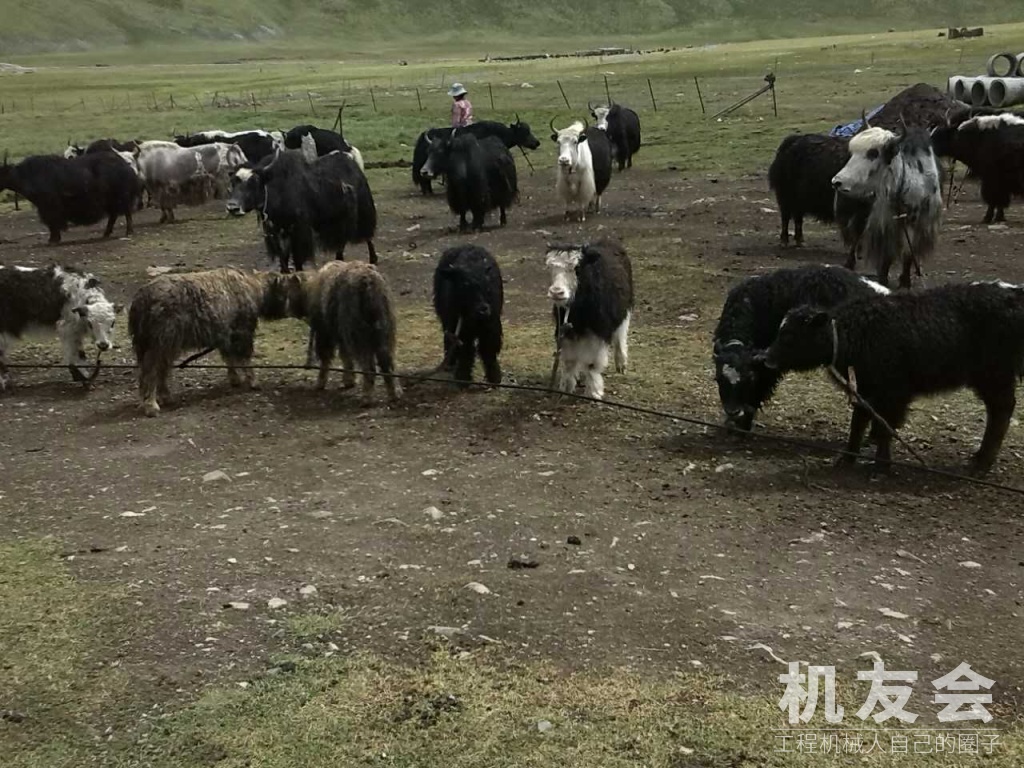 野兔,藏獒,牦牛 机友会 中国路面机械网