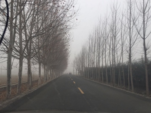 今天的大雾里，行驶在乡间小道，别有一番滋味。