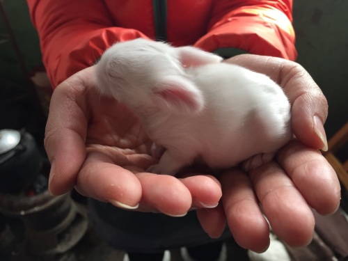 我一直有个问题，两只灰兔子怎么会生出白色兔子呢？