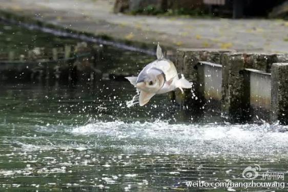 鲤鱼跳龙门之杭州西湖