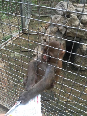 这个猴子跟宝宝争夺食品包装袋！[哈哈]