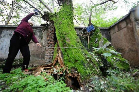 200年古树跟房屋争地盘，专家帮他们做分离