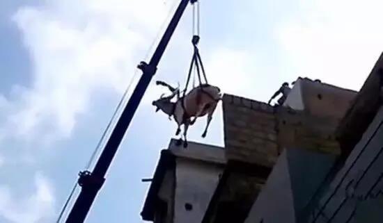 牛都可以飞上天了！巴基斯坦奇葩男屋顶养牛，用起重机吊下来