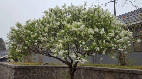 丁香花开……