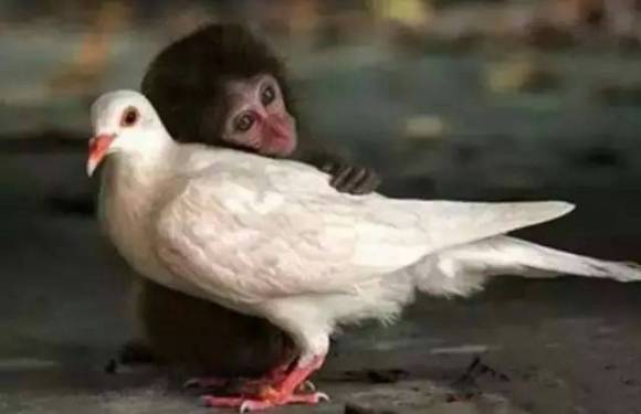 <爱>  一只小猴子与妈妈走失了，对这个世界充满