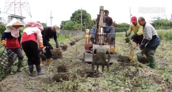中国农村土豪牛人用挖掘机采摘农作物，锄头弱爆了！