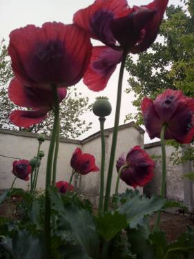 雨后的罂粟花