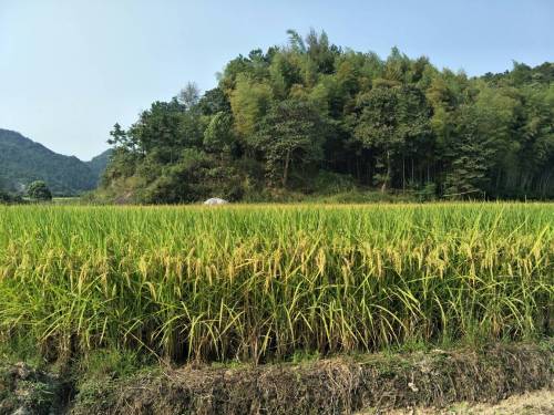 看到这一片金色的稻田就想起，国庆节有去的地方了--该回家收稻