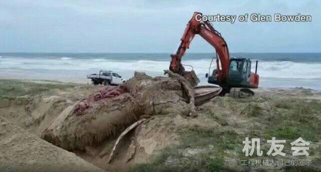 海滩冲上一个庞然大物，为帮它挖掘坟墓，动用了挖掘机

近日有国外网友上传了这么一段短视频，海滩上出现了一头巨大的鲸鱼，鲸鱼已经死亡，看到它的伤口，都已经没有了血