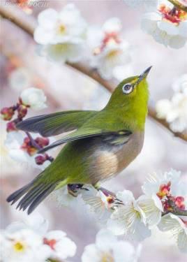 春光明媚，鸟语花香。暗绿绣眼鸟，最明显的特征就是眼的周围环绕