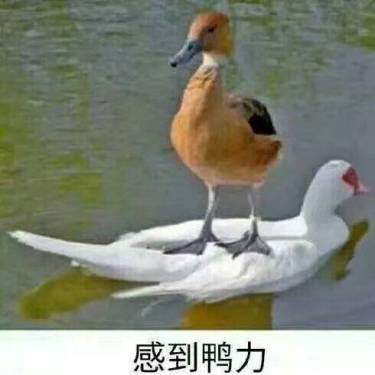 好大的压力哦。。。