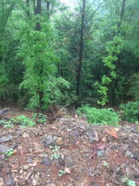 清明时节雨纷纷