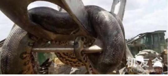 国外建筑地发现一条蛇，用巨型挖掘机才能抬起来，网友:这是王者
