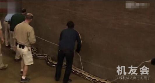 国外建筑地发现一条蛇，用巨型挖掘机才能抬起来，网友:这是王者