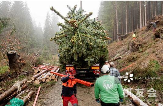 德工人为国会大厦准备圣诞树 动用起重机运输20多米高针叶树