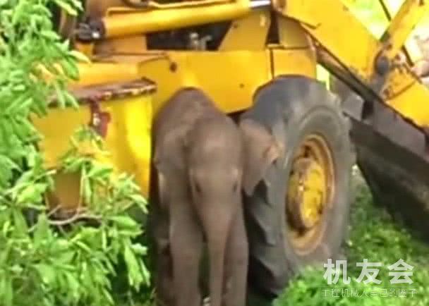 奇景！在村民帮助下逃出深坑，小象获救后依偎挖掘机谢救命之恩！