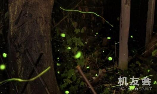 上海最大螢火蟲棲息地險被挖掘機挖掉！能否保住還是未知數