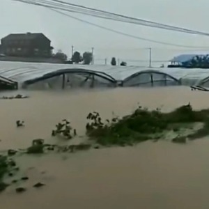山东昌乐因台风蔬菜大棚受淹 村民坐挖掘机撤离