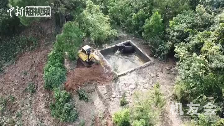 亚洲象不慎落入水池被困 挖掘机出动救援