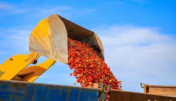 在新疆博湖县乌兰再格森乡乌兰再格村番茄地里，农牧民群众用装载机装运番茄