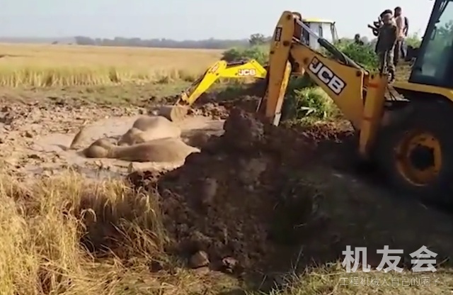 挖掘机解锁新姿势 解救三只被困泥沼的大象