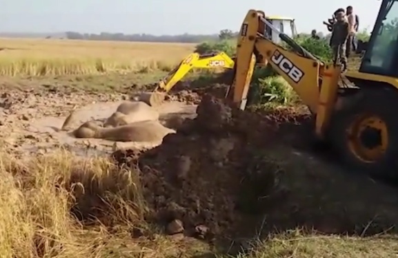 挖掘机解锁新姿势 解救三只被困泥沼的大象
